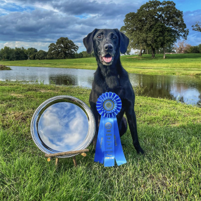 A line of labs posing with their awarded ribbons