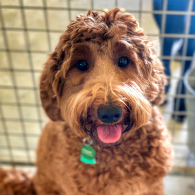 A young labradoodle sitting in a kennel