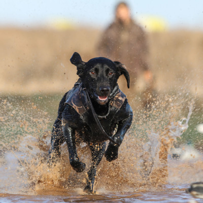 A lab in a hunting dog vest running into water